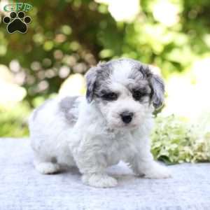 Ringo, Bich-Poo Puppy